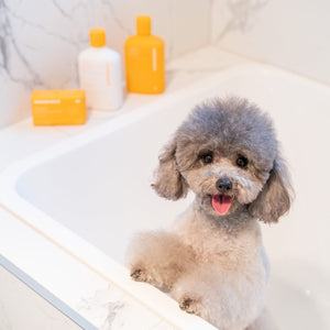 Lemon Myrtle Relief Dog Shampoo