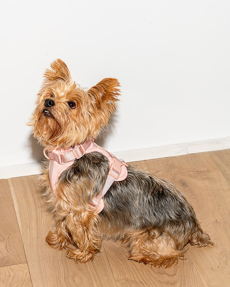 Cushioned Woven Harness-Blush